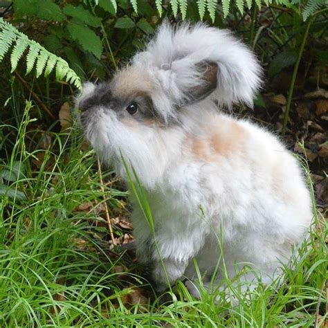 Angora Rabbit Ralph Uk National Angora Rabbit Club