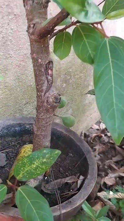 ☺️🥰🌳🪴🍐🍐 Bonsai Udumbara Tree Fruits 🌳🪴🍐🍐☺️🥰 Youtube