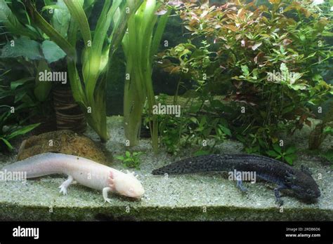 Axolotl Schwanzlurch Ambystoma Mexicanum Stock Photo Alamy