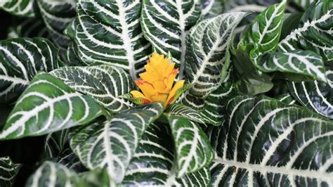 Zebra Plant Everything You Should Know Before Planting