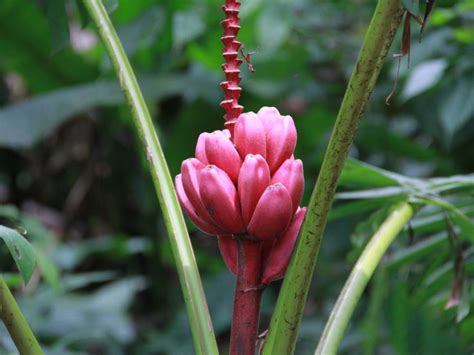 Plantas De La Amazonia Ecuatoriana