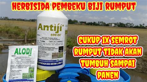 Herbisida Untuk Mengatasi Semua Jenis Biji Dan Buah Rumput YouTube