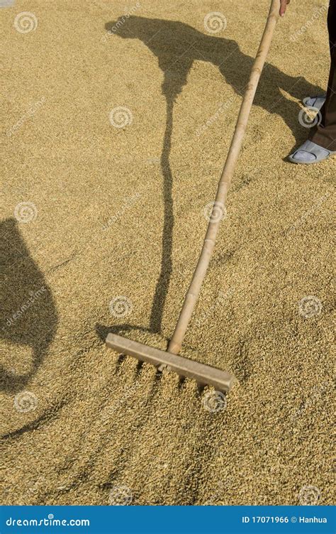 Arroz De Secagem Foto De Stock Imagem De Ambiente Colheita