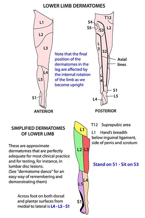 Lower Limb Nerves Dermatomes Lower Limb Nerve Anatomy Human