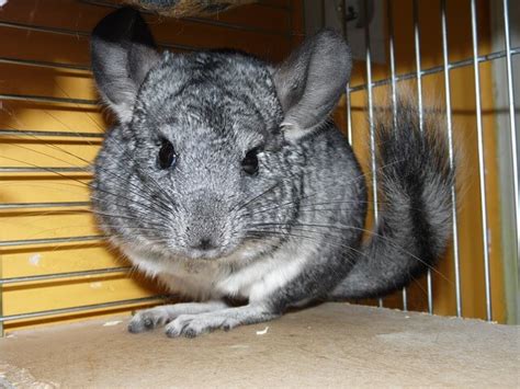 Chinchilla Names - Browse Thousands Of Chinchilla Names | Name Your Pets