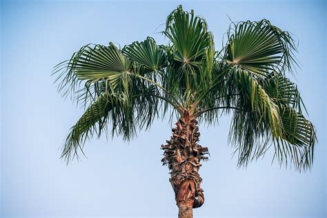 Phoenix Breaks Heat Records With Degrees Consecutive Days Of