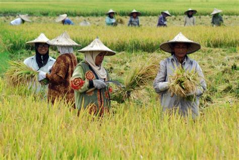 Sektor Pertanian Masih Jadi Penopang Utama Ekonomi Aceh Acehinfo