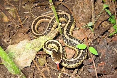 12 Non-Venomous Snakes in Florida (Pictures) - Wildlife Informer