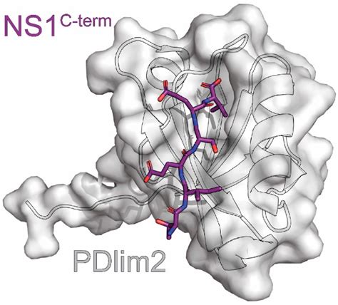 Viruses Free Full Text Structural Investigations Of Interactions