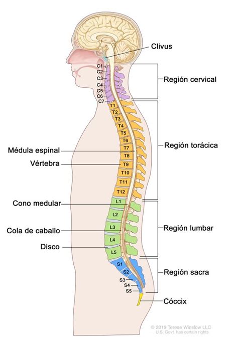 La Medula Espinal Y Nervios Espinales On Emaze