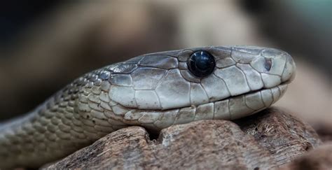 A four-legged fossil of snake provides insights into snake evolution ...