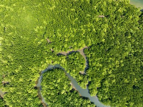 Incr Vel Floresta De Mangue Abundante Vista A Rea De Rvores Florestais