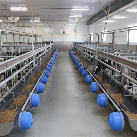 Veal Farming - Mapleview Agri