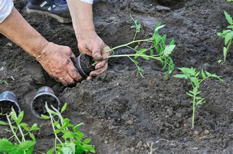 How To Propagate Tomato Plants From Cuttings Tomato Bible