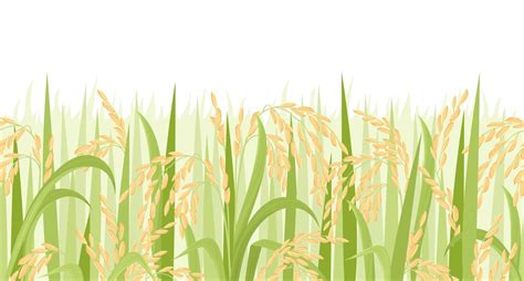 Premium Vector Paddy Rice Field Background