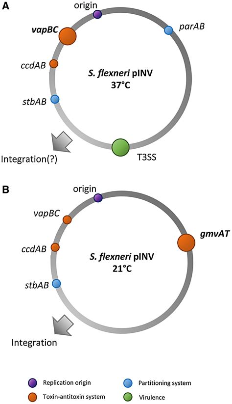 Maintenance Of The Virulence Plasmid In Shigella Flexneri Is Influenced