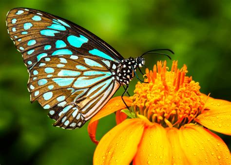 Key West Butterfly & Nature Conservatory Florida