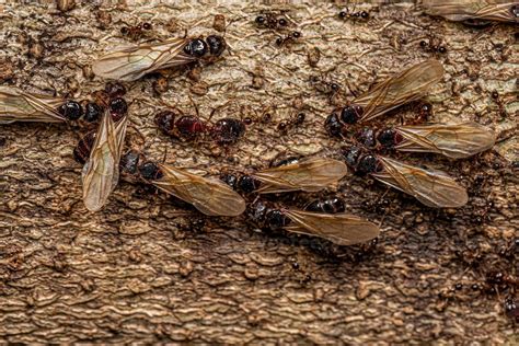 Adult Female Big-headed Ants 13070733 Stock Photo at Vecteezy