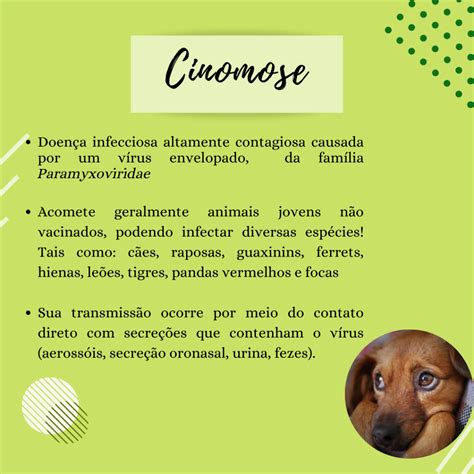 Conheça Saiba Cinomose