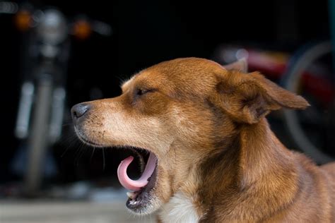 Stress Signals in the Face - Pawfect Dog Training