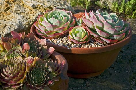 How To Grow Healthy Succulent Plants