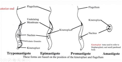 Leishmania And Trypanosomas Flashcards Quizlet