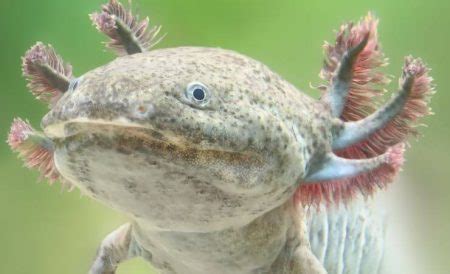 Axolotl Guida Completa All Ambystoma Mexicanum