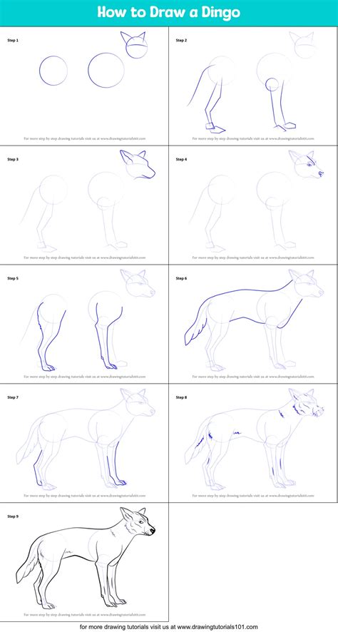 How To Draw A Dingo Printable Step By Step Drawing Sheet