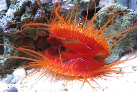 Electric Flame Scallop Lima Sp Saltwater Inverts For Sale