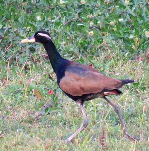 Bronze Winged Jacana Project Noah Animals Wildlife Birds