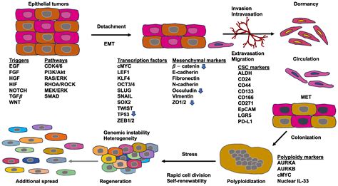 Biomolecules Free Full Text Phenotypic Heterogeneity