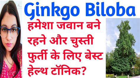 Ginkgo Biloba Ginkgo Biloba Homeopathic Medicine Uses In Hindi जिन्कगो बिलोबा के फायदे और