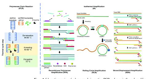 Schematic Overview Of Polymerase Chain Reaction Pcr And Some