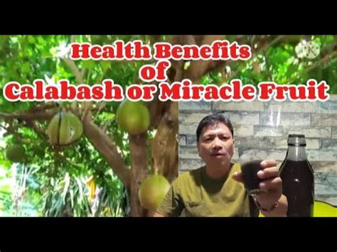 HEALTH BENEFITS OF MIRACLE FRUIT YouTube