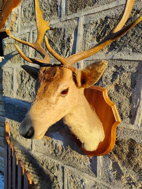 Fallow Buck Vintage Shoulder Mount On Shield Dama Dama Catawiki