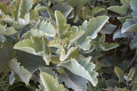 How To Grow And Care For Kalanchoe