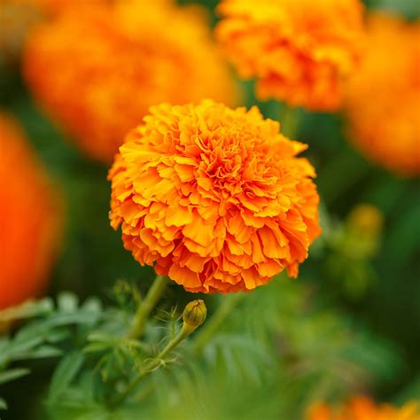 Bulk African Marigold Seeds Mandarin Bulk Wildflowers