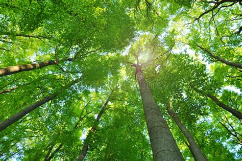 Nature forest trees stock photo. Image of trunks, forest - 42907586