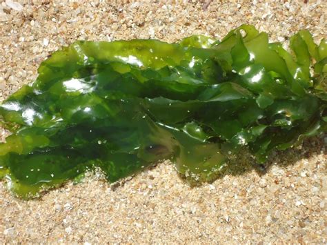 Ферма в океане: как выращивают морские водоросли