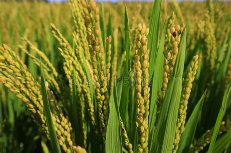 The autumn rice fields stock image. Image of farm, harvest - 255997559