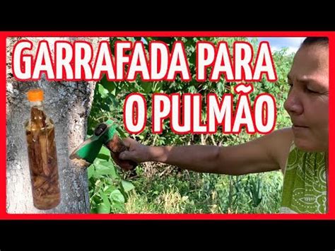 GARRAFADA DE CASCA DE MANGUEIRA pé de manga cura natural YouTube