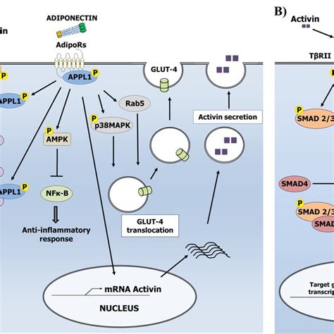 Structure of adiponectin molecule. Human adiponectin is a 30kD protein ...