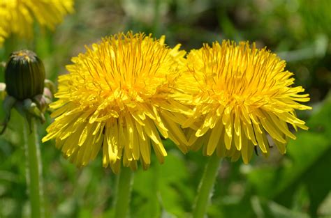 Cultiver Des Fleurs Comestibles