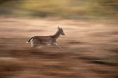 How To Capture Birds In Flight And Fast Moving Animals