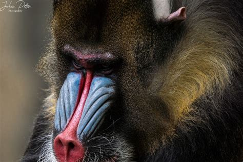 Mandrill Monkey - Etsy