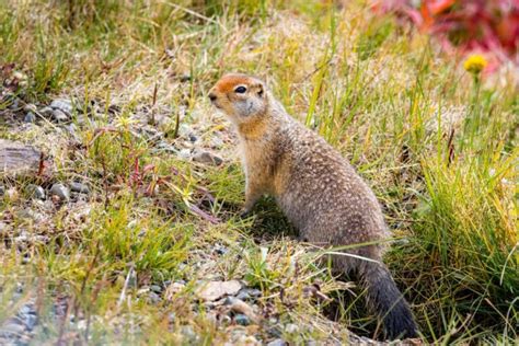 Denali National Park Wildlife: 10 TOP Animals to Spot - National Parks Mom