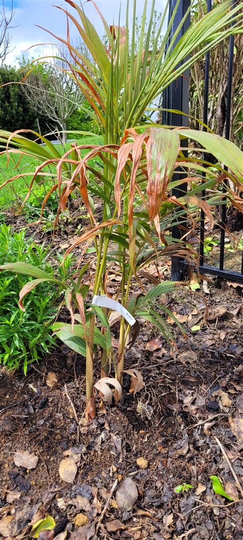 Why Is My Bangalow Palm Turning Brown R Gardening