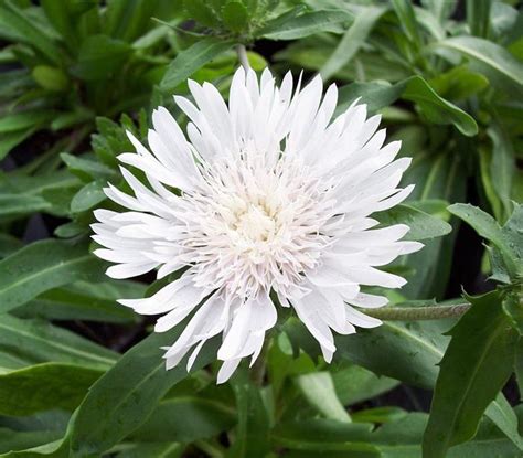 Stokesia laevis 'Divinity' Stokesia 'Divinity' from Plantworks Nursery