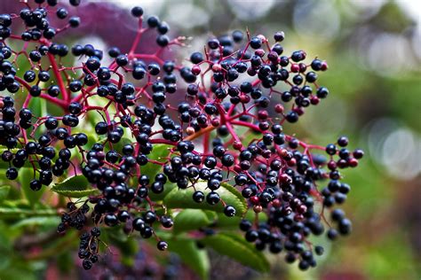 The Amazing Health Benefits Of Elderberry Includes Elderberry Syrup