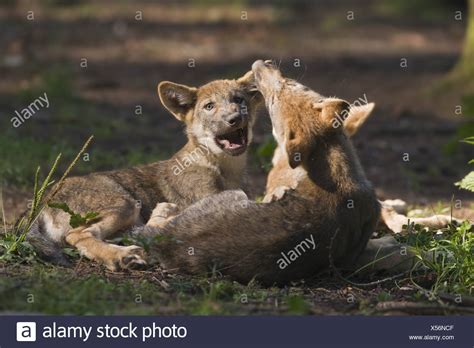 Wolf Pups Playing High Resolution Stock Photography and Images - Alamy